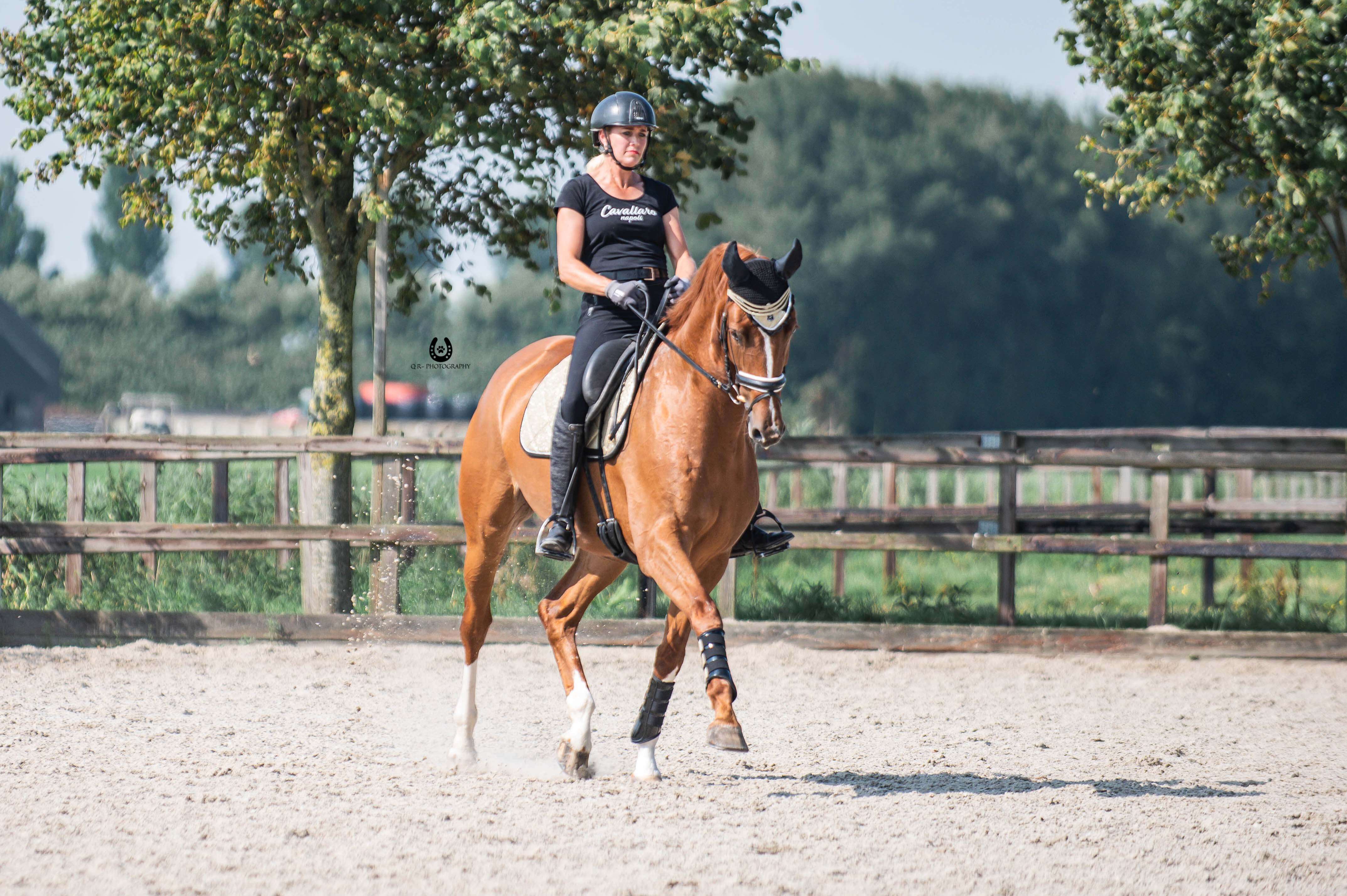 Champagne Signature Brushing Boots - Equine Exchange Tack Shop