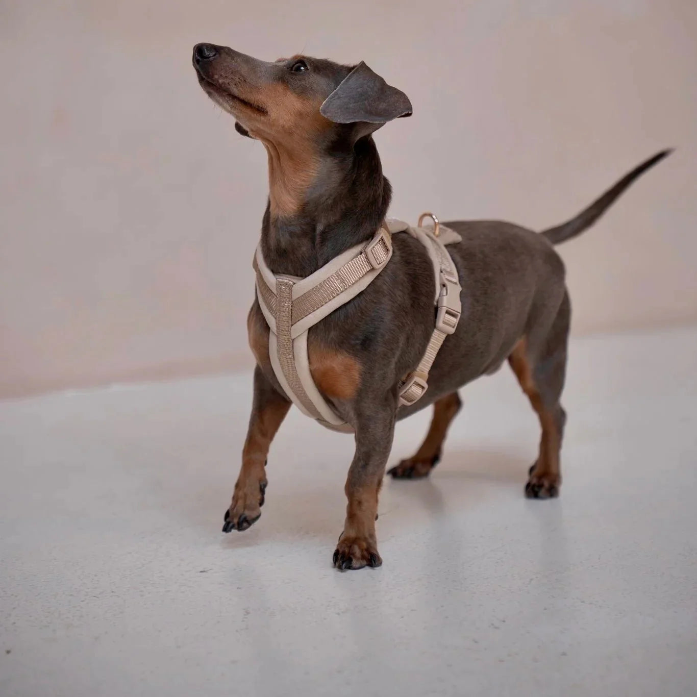 Yellow - Velvet Dog Harness  