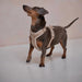 Yellow - Velvet Dog Harness  