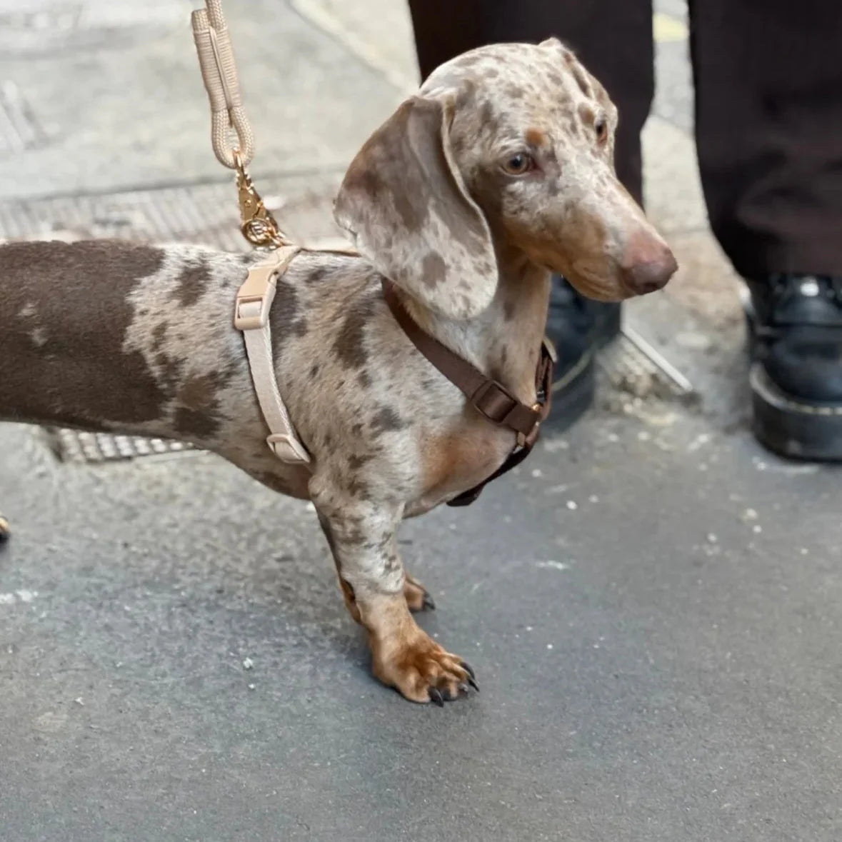 Brown and Tan Dog Harness  