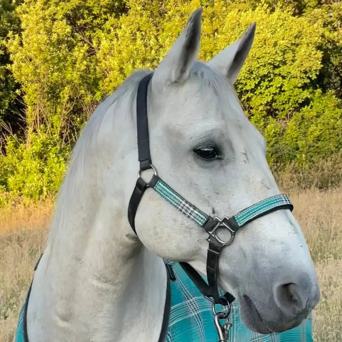 Premium Nylon Halter  