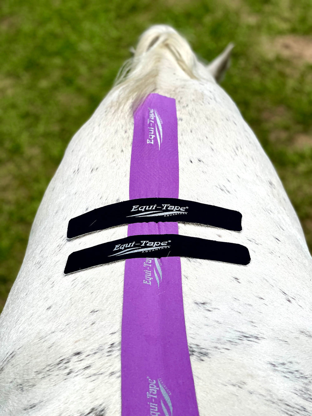 Equi-Tape® Fundamentals Course & Module Bundle - Equine Exchange Tack Shop
