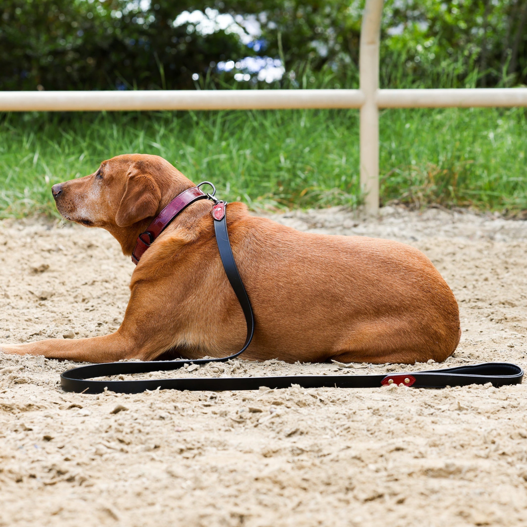 Halter Ego® Breanna Red Croc Leather Dog Collar - Equine Exchange Tack Shop
