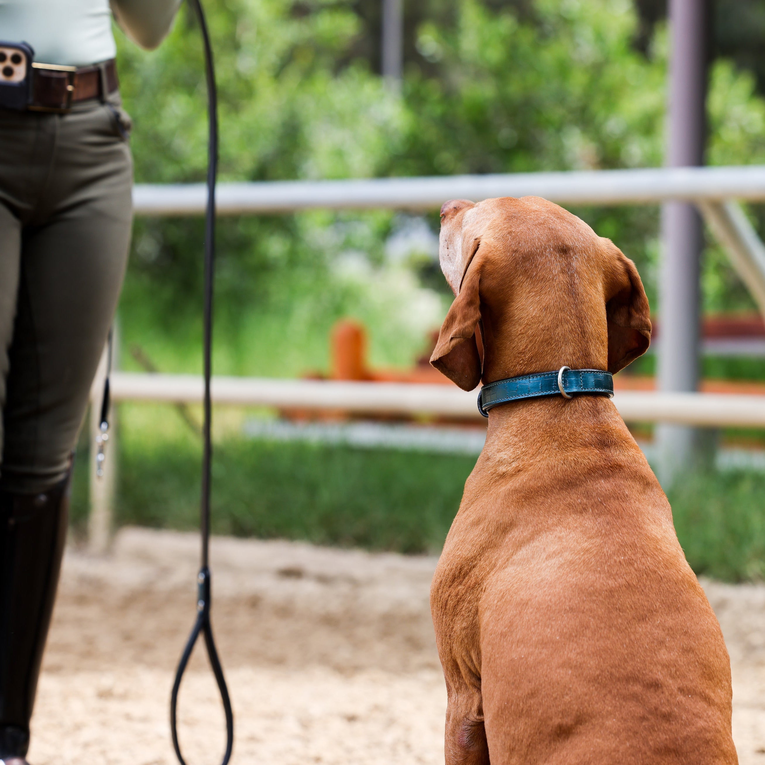 Halter Ego® Metallic Teal Croc Leather Dog Collar - Equine Exchange Tack Shop