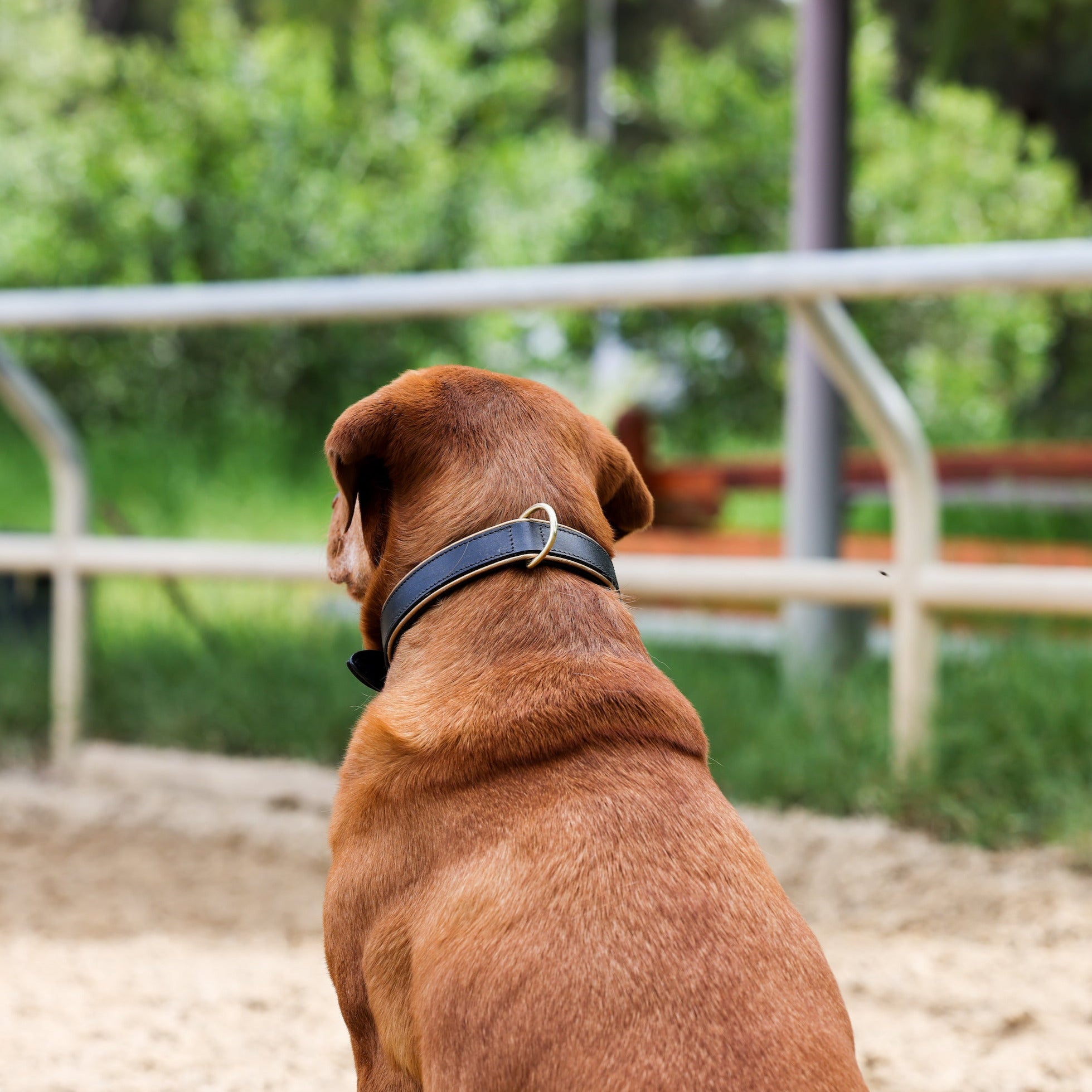 Halter Ego® Milan - Black Leather & Burnished Gold Trim Dog Collar - Equine Exchange Tack Shop