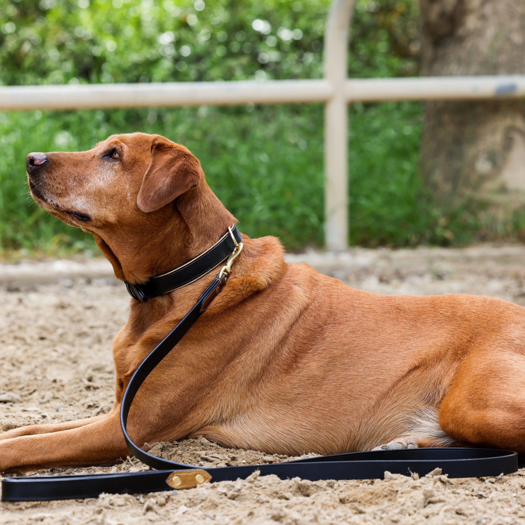 Halter Ego® Milan - Black Leather & Burnished Gold Trim Dog Collar - Equine Exchange Tack Shop