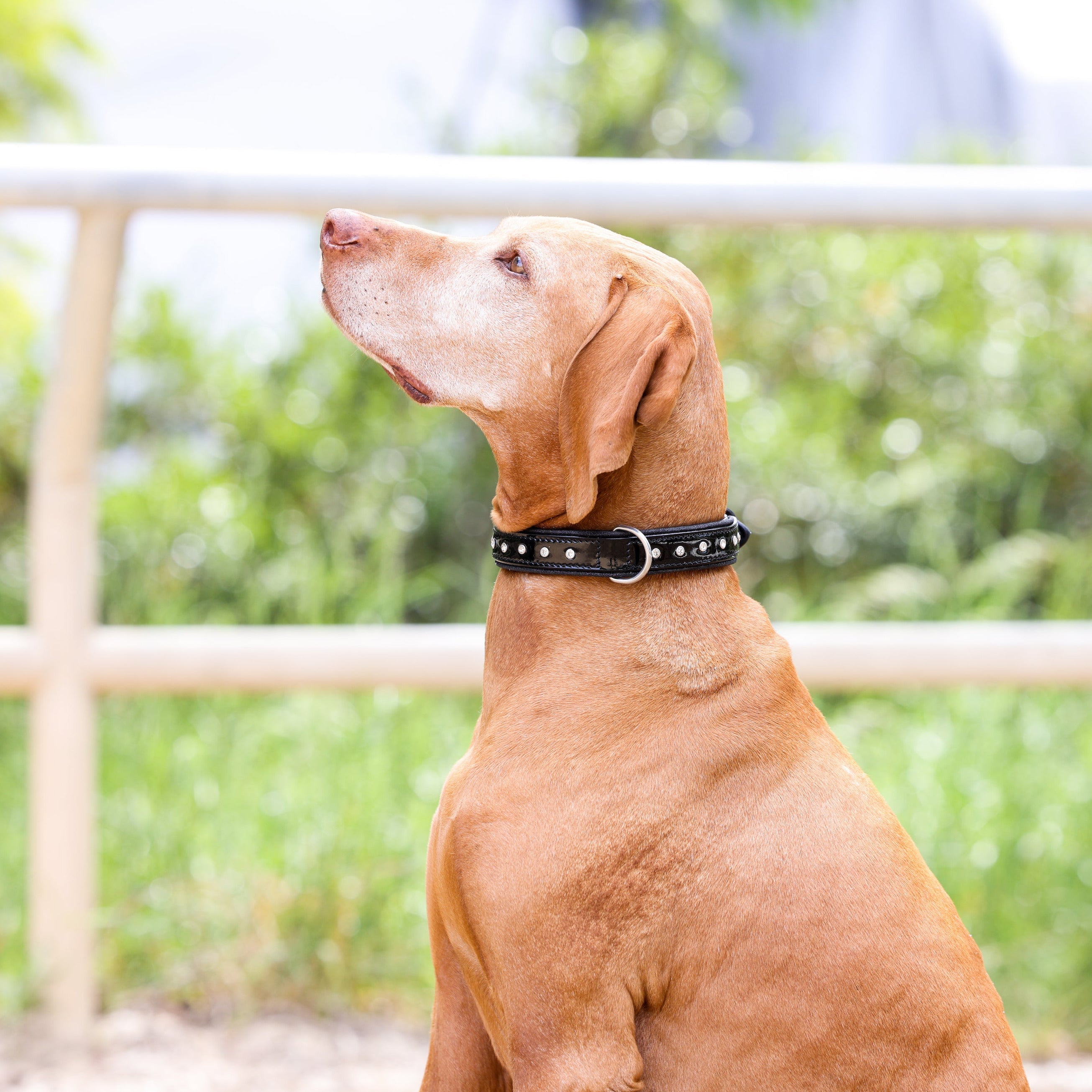 Halter Ego® Black Patent Celebrity Dog Collar - Equine Exchange Tack Shop