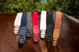 Double Circle 2" Elastic Belt - Equine Exchange Tack Shop