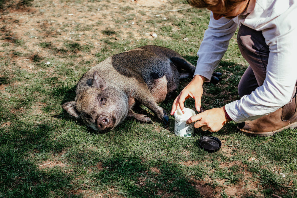 Show Off Udderly Amazing Balm - Equine Exchange Tack Shop