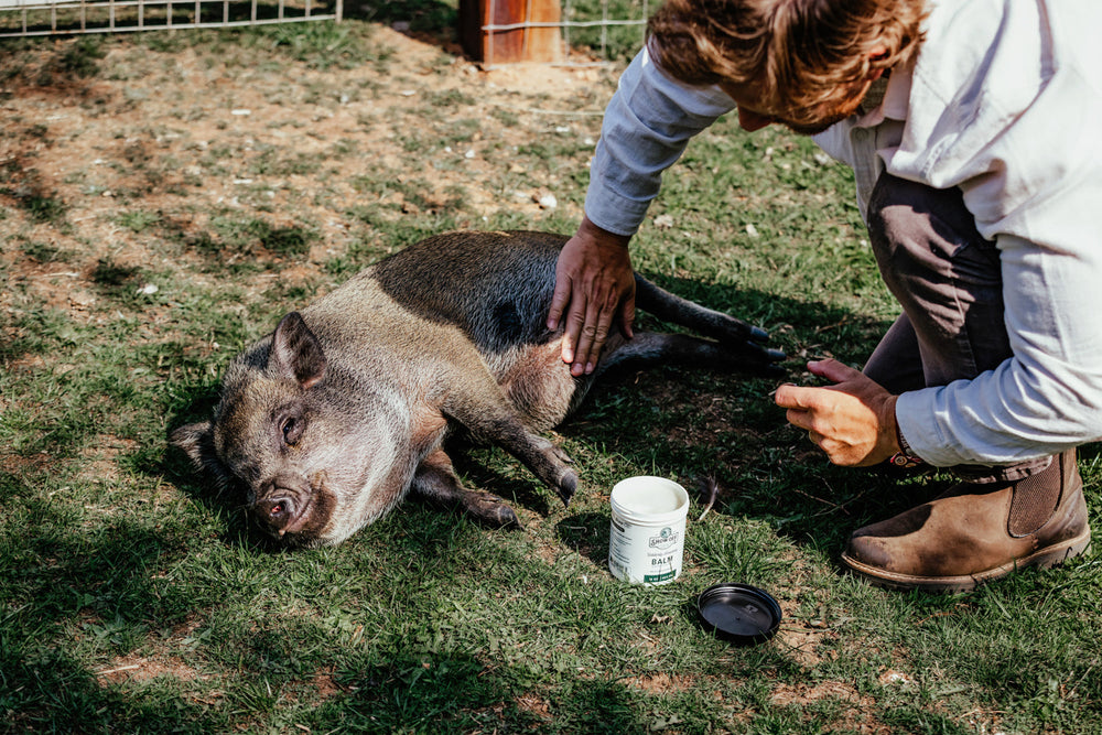 Show Off Udderly Amazing Balm - Equine Exchange Tack Shop