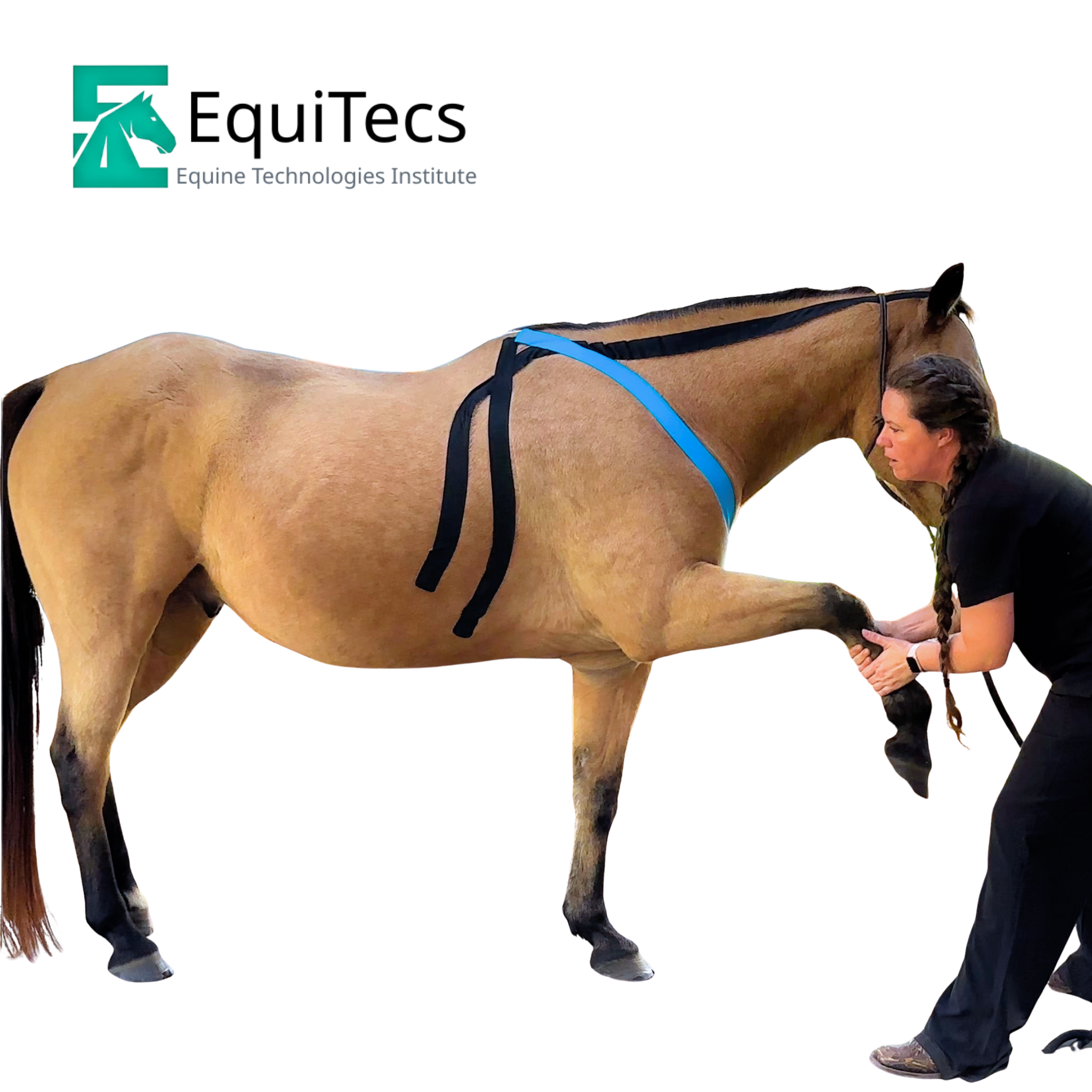 Advantage Black 2" - Equine Exchange Tack Shop