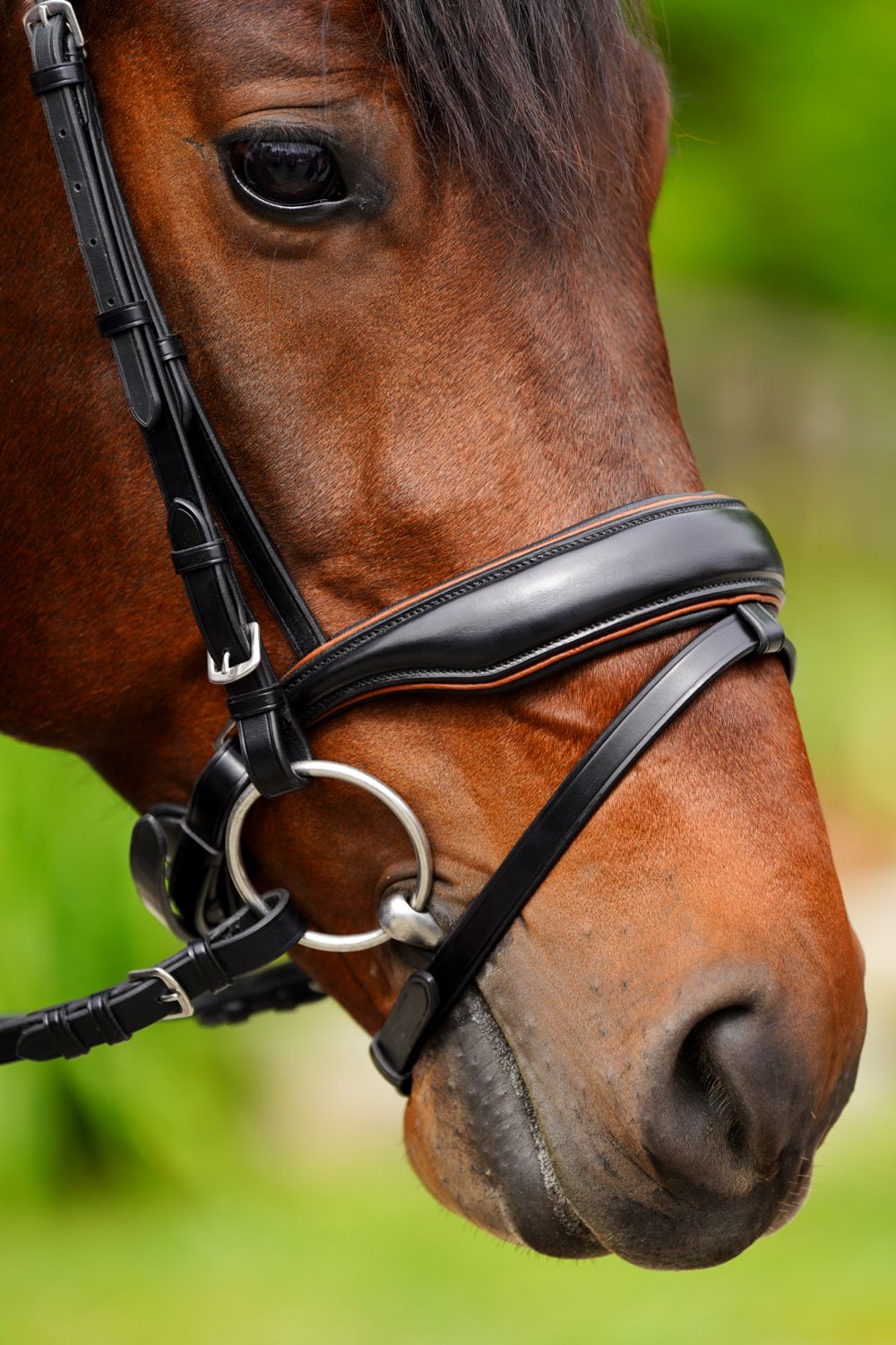 KL Select Elite Dressage Bridle