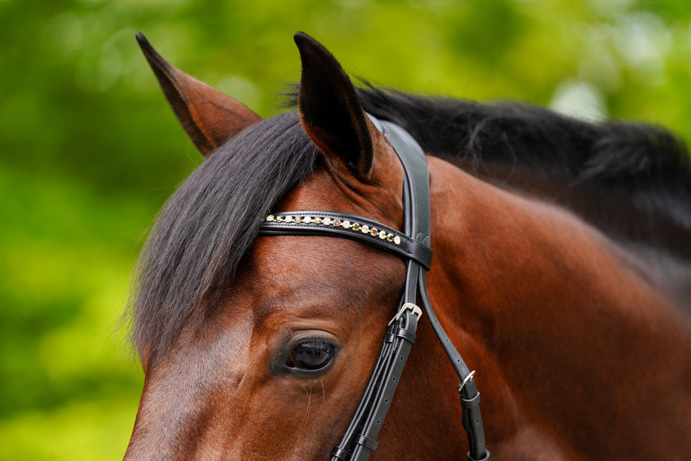KL Select Elite Dressage Bridle - Equine Exchange Tack Shop