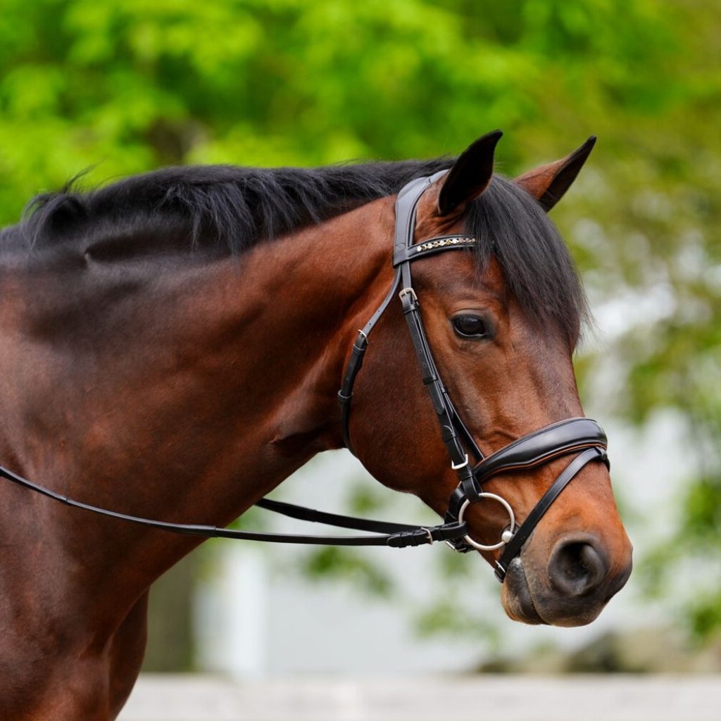 KL Select Elite Dressage Bridle