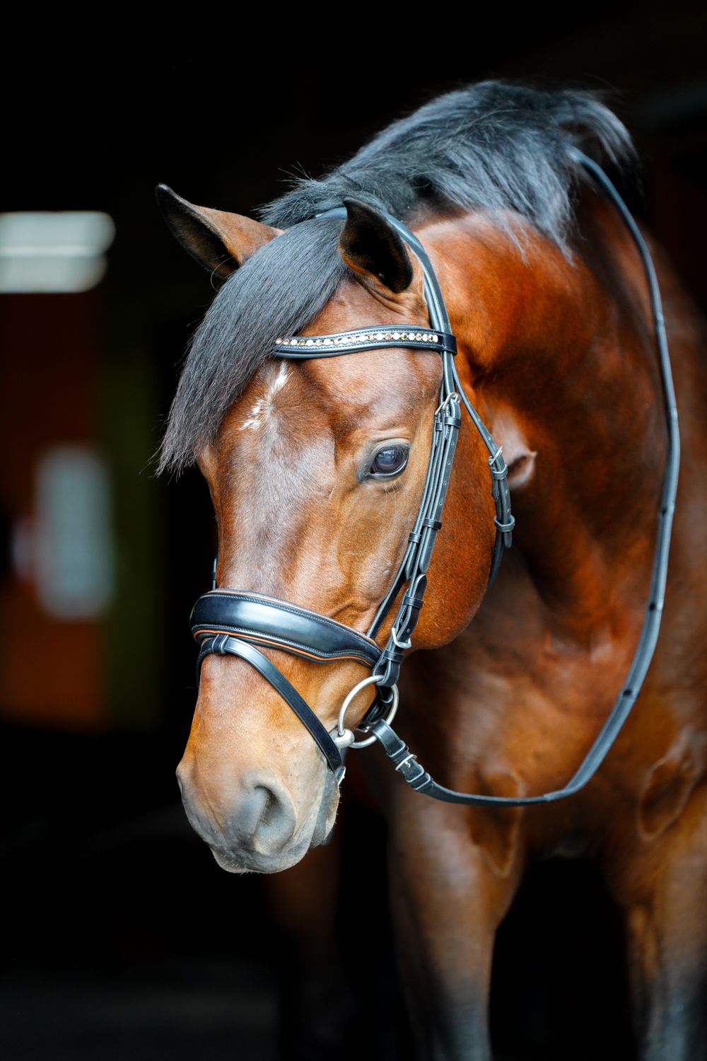 KL Select Elite Dressage Bridle