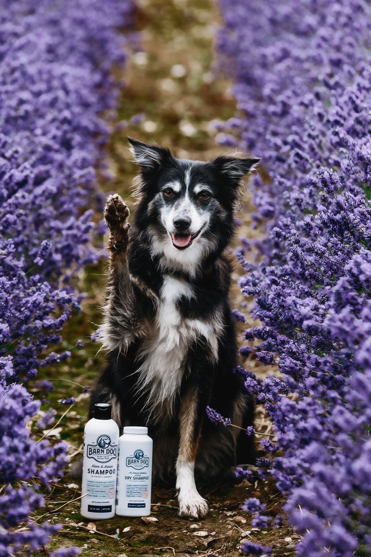 Barn Dog Dry Shampoo - Equine Exchange Tack Shop