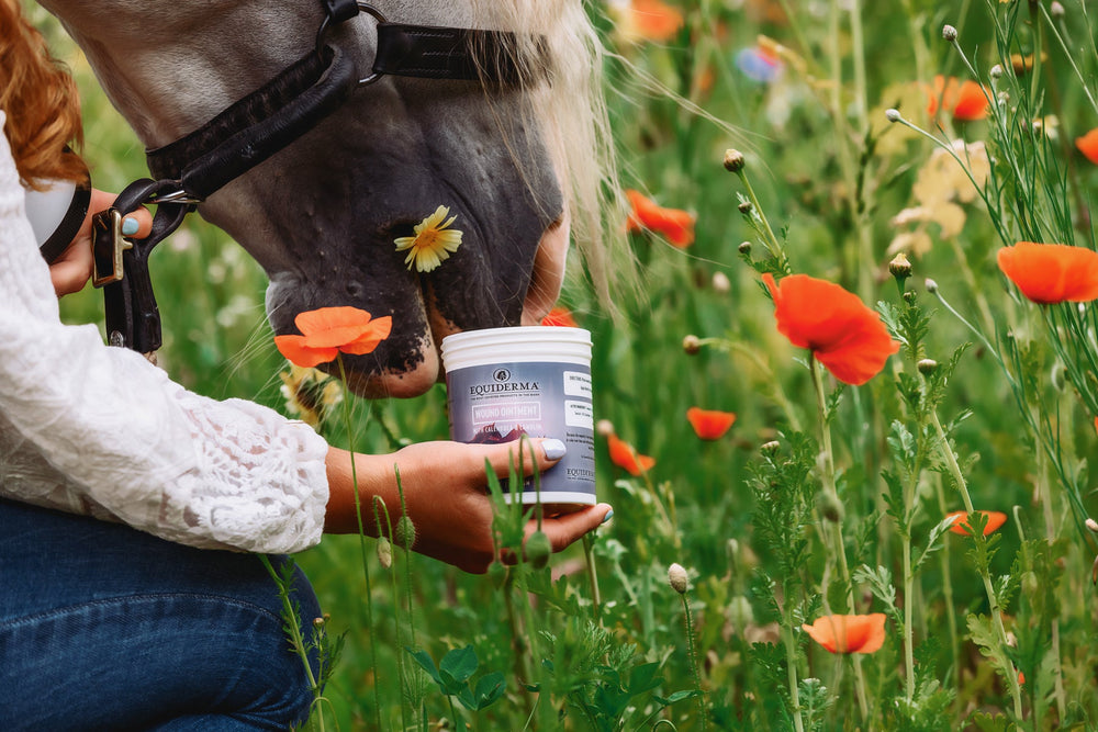 Wound Ointment - Equine Exchange Tack Shop