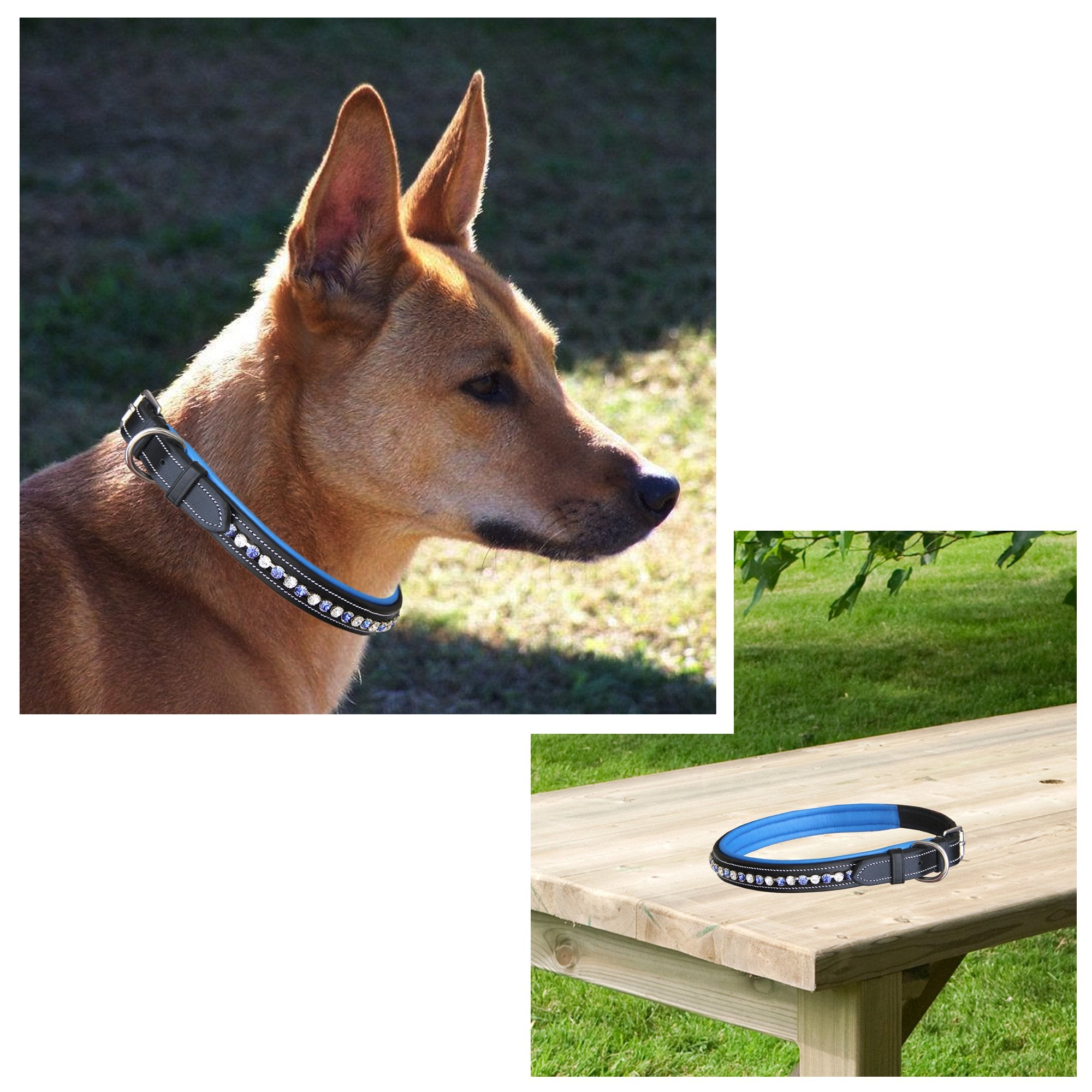 ExionPro White & Blue Bling Dog Collar With Leash - Equine Exchange Tack Shop