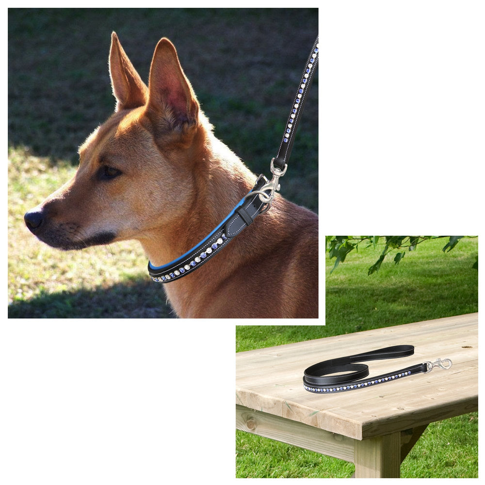 ExionPro White & Blue Bling Dog Collar With Leash - Equine Exchange Tack Shop