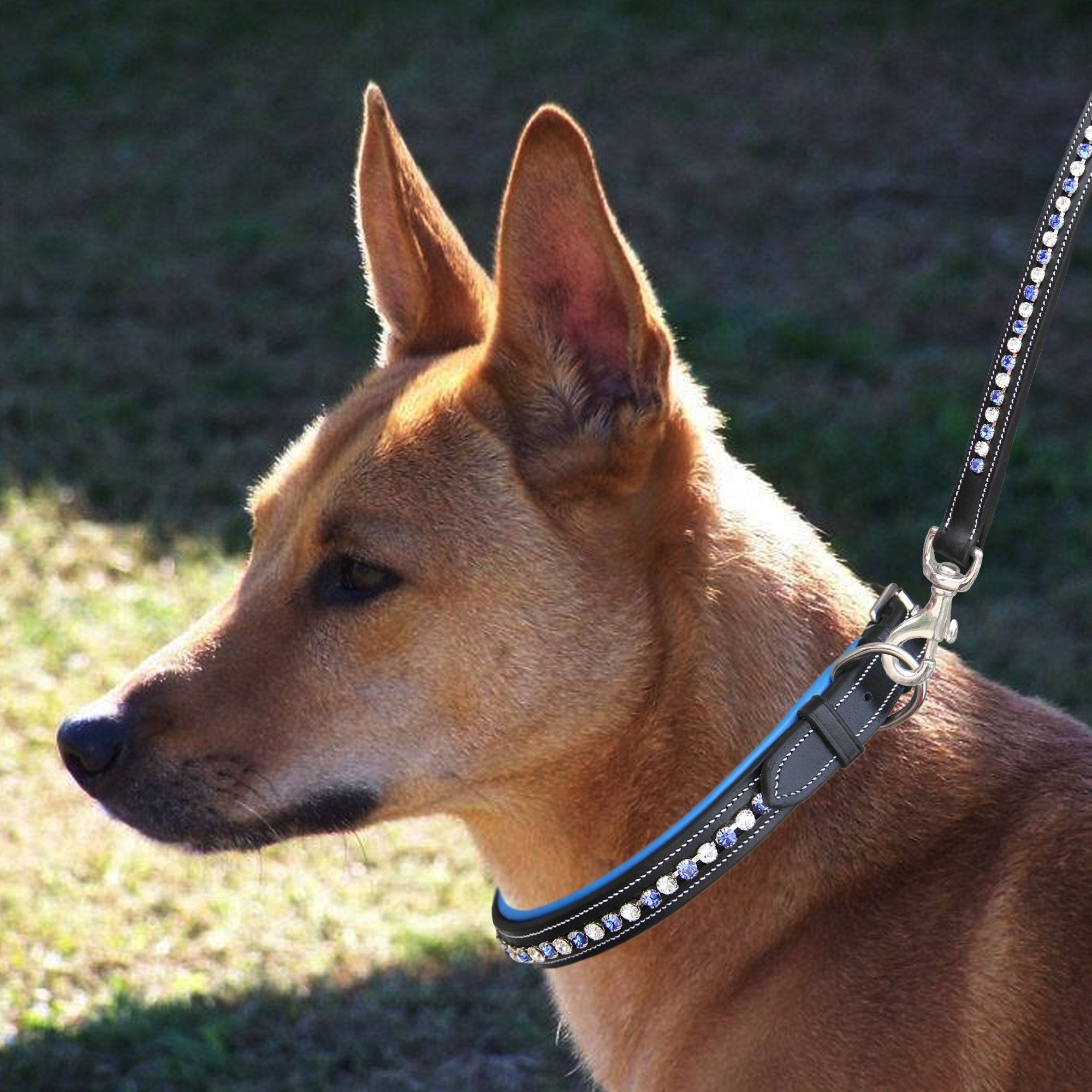 ExionPro White & Blue Bling Dog Collar With Leash - Equine Exchange Tack Shop