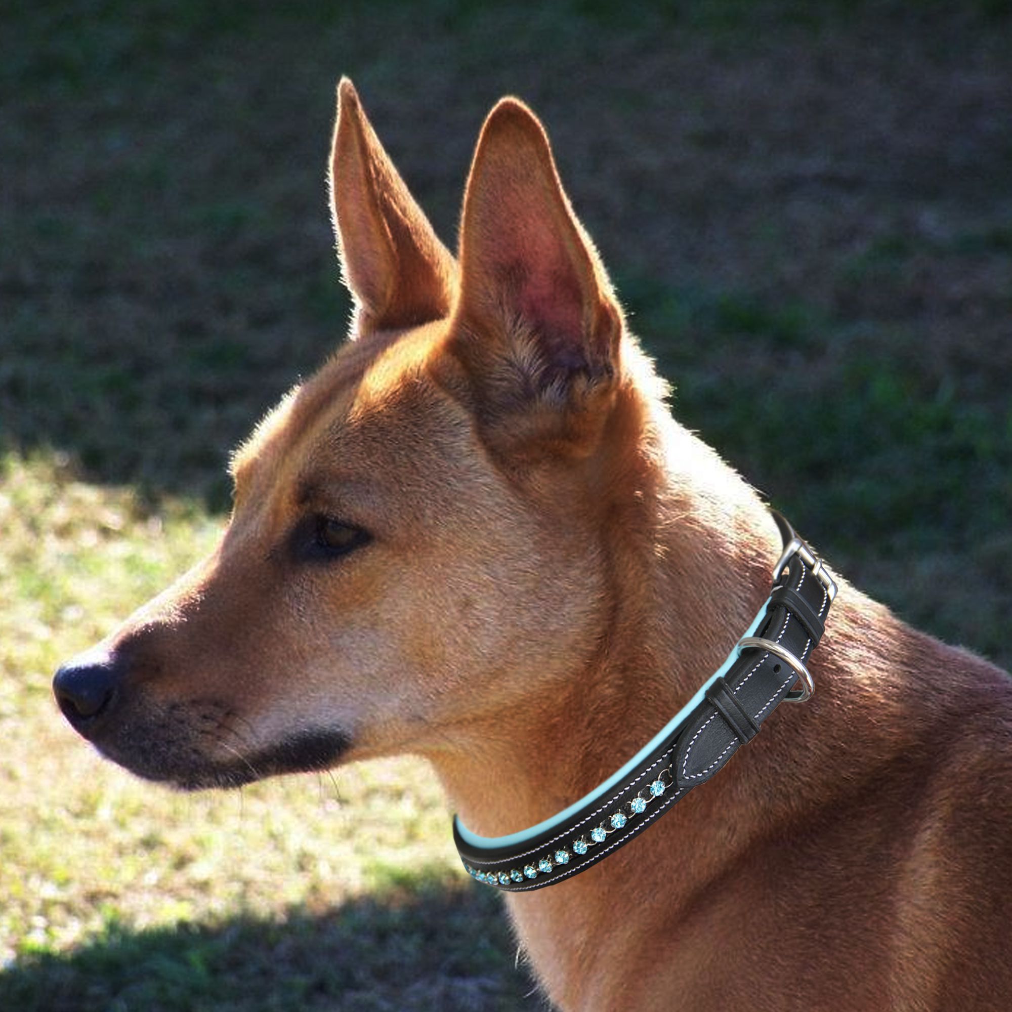ExionPro Blue Bling Dog Collar - Equine Exchange Tack Shop