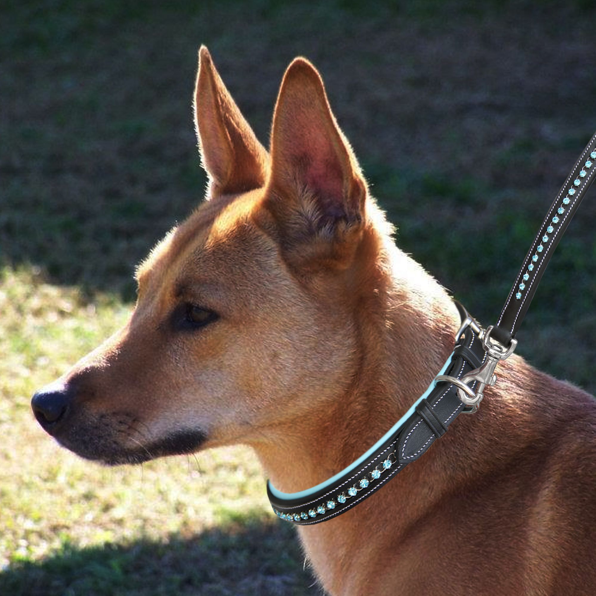 ExionPro Blue Bling Dog Leash - Equine Exchange Tack Shop