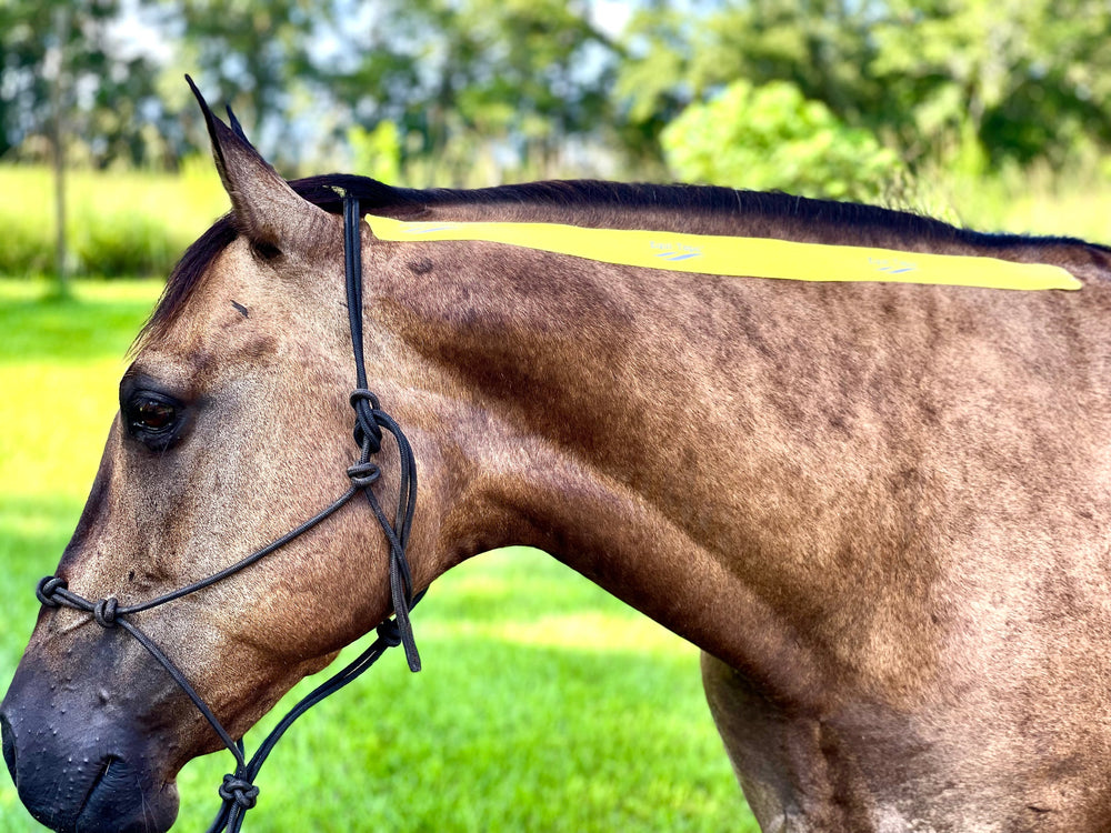 Equi-Tape® Advanced Education Package - Equine Exchange Tack Shop