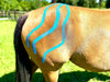 Equi-Tape® Fundamentals Course & Module Bundle - Equine Exchange Tack Shop