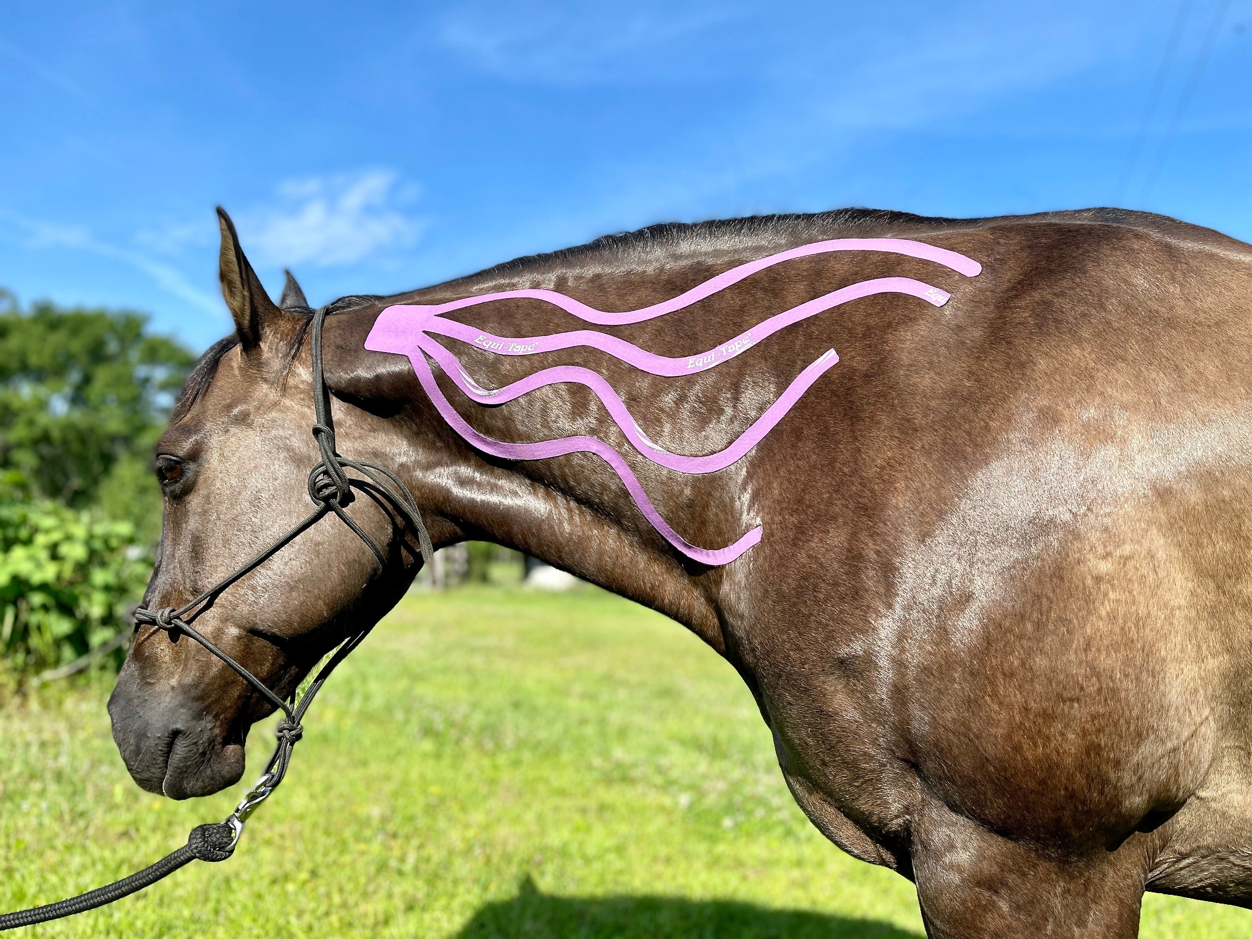 Equi-Tape® Fundamentals Course & Module Bundle - Equine Exchange Tack Shop