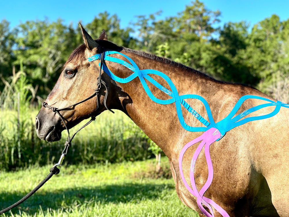 Equitape Training Module: Fascia - Equine Exchange Tack Shop