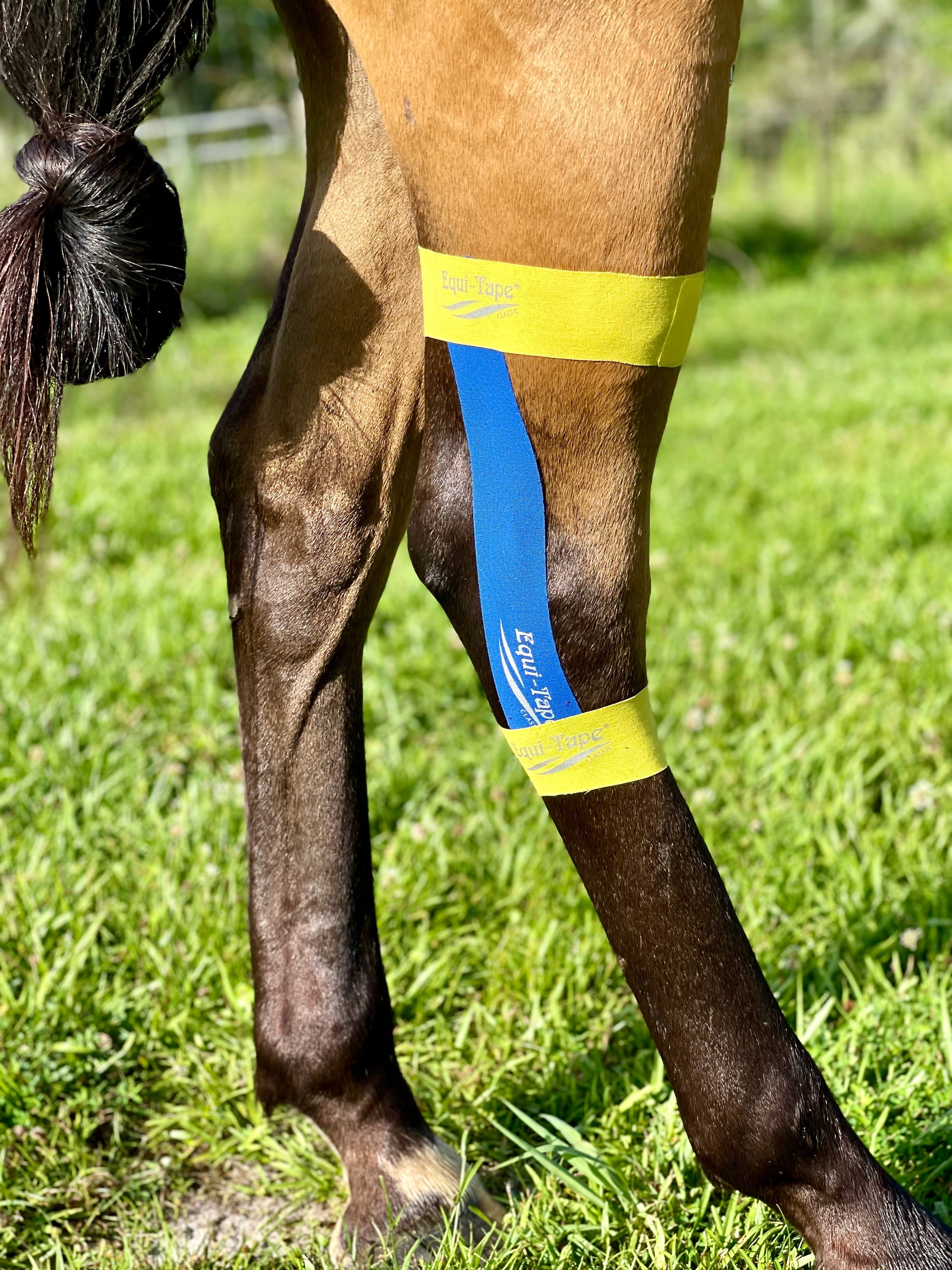 Equi-Tape® Fundamentals Course & Module Bundle - Equine Exchange Tack Shop