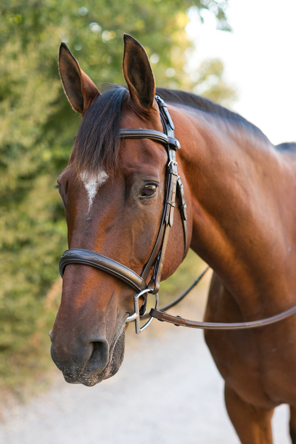 Noland Schooling Hunter Bridle - Equine Exchange Tack Shop