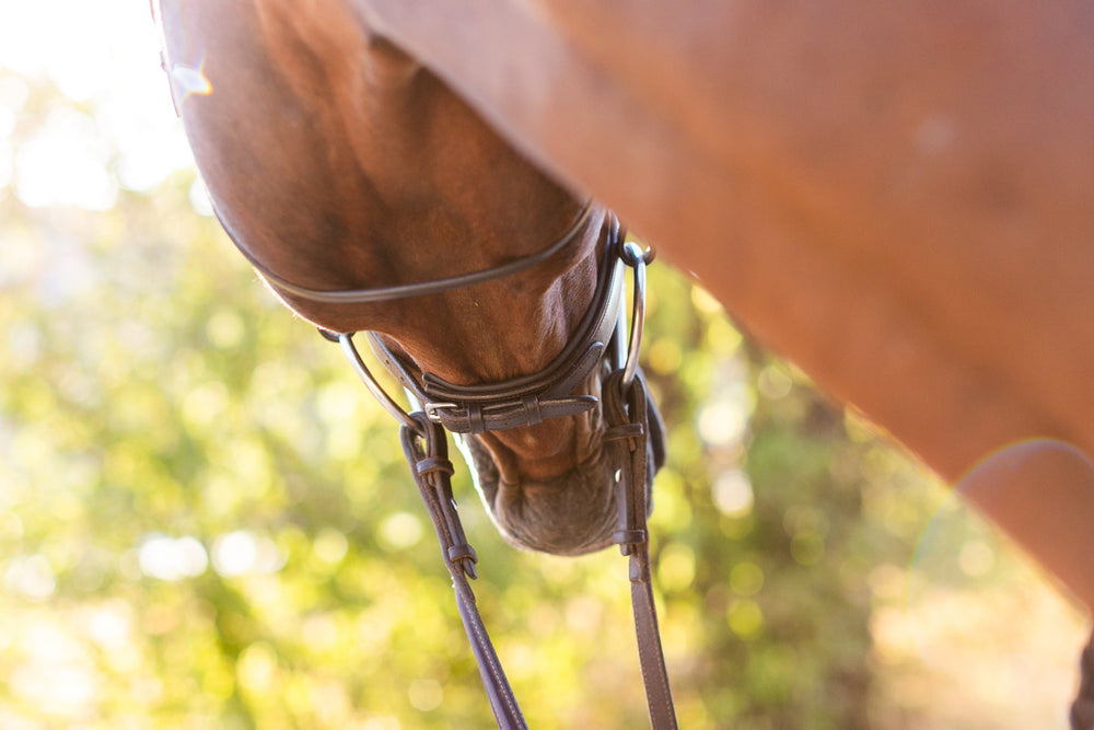 Noland Schooling Hunter Bridle - Equine Exchange Tack Shop