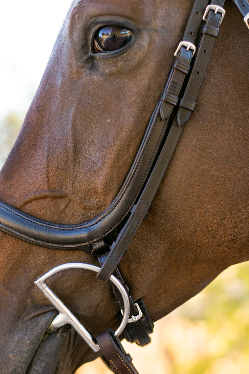 Noland Anatomical Schooling Bridle - Equine Exchange Tack Shop