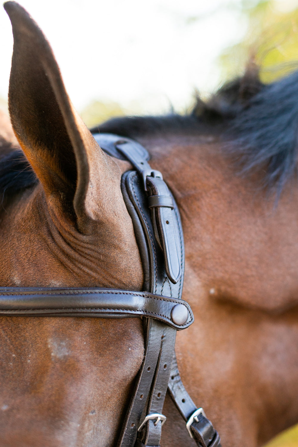Noland Schooling Hunter Bridle - Equine Exchange Tack Shop