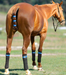 TailCinch™  Equine Tail Ties (Original) - Equine Exchange Tack Shop