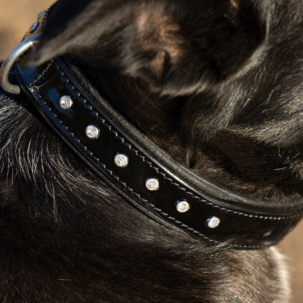 Halter Ego® Black Patent Celebrity Dog Collar - Equine Exchange Tack Shop