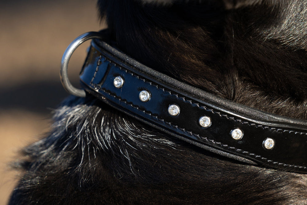Halter Ego® Black Patent Celebrity Dog Collar - Equine Exchange Tack Shop