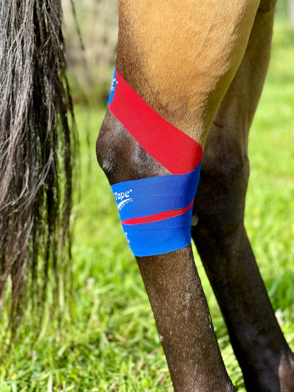 Equi-Tape® Advanced Education Package - Equine Exchange Tack Shop