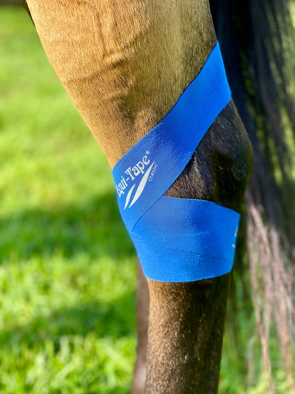 Equi-Tape® Fundamentals Course & Module Bundle - Equine Exchange Tack Shop
