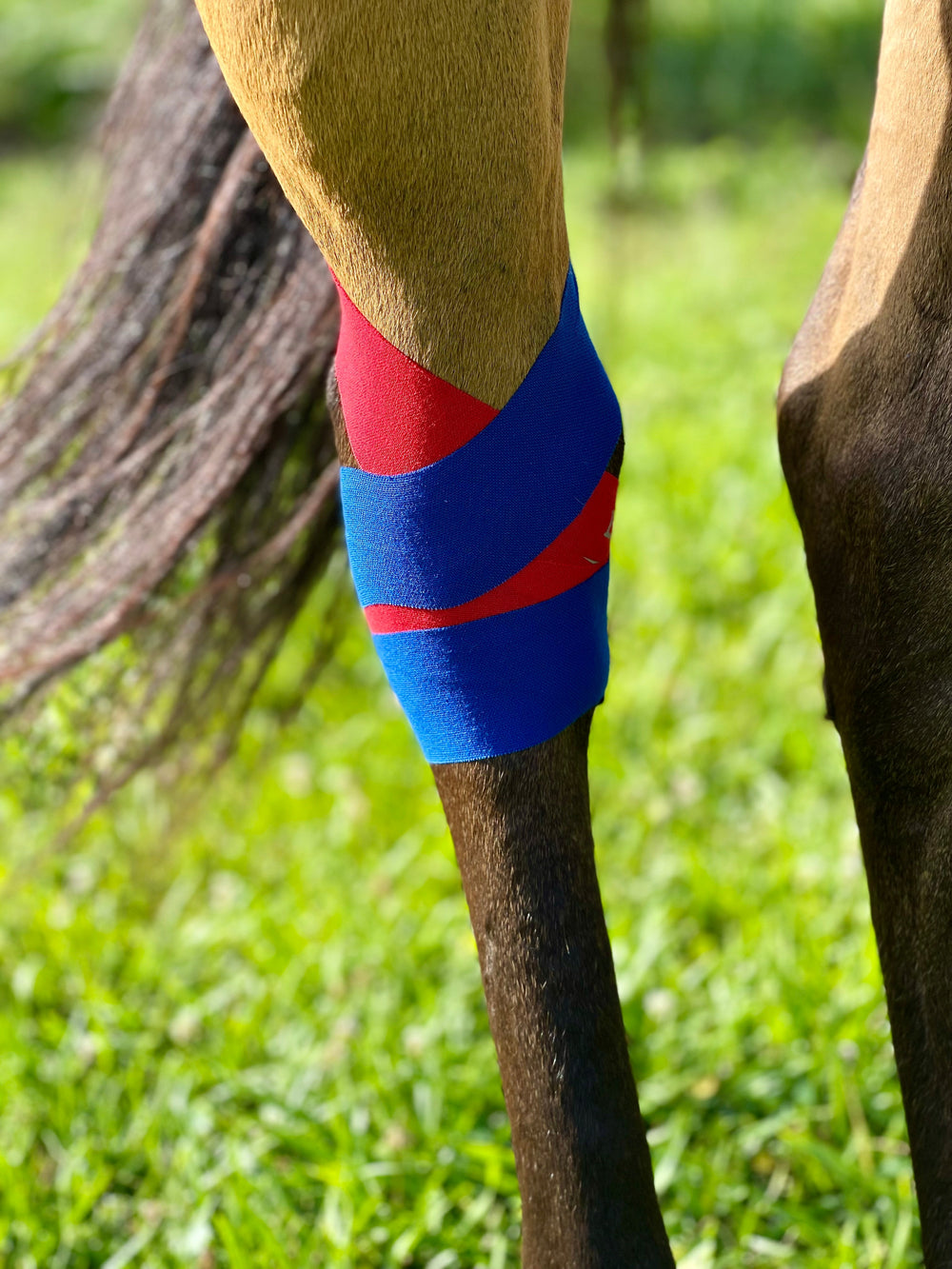 Equi-Tape® Fundamentals Course & Module Bundle - Equine Exchange Tack Shop