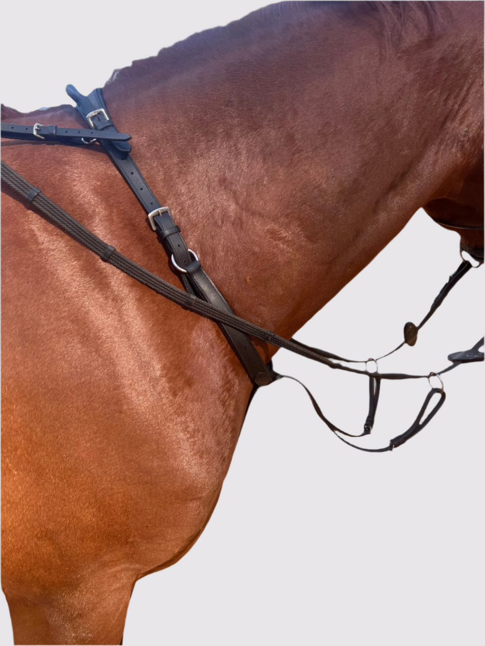 Running Martingale Add-On for Double Neck Strap - Equine Exchange Tack Shop