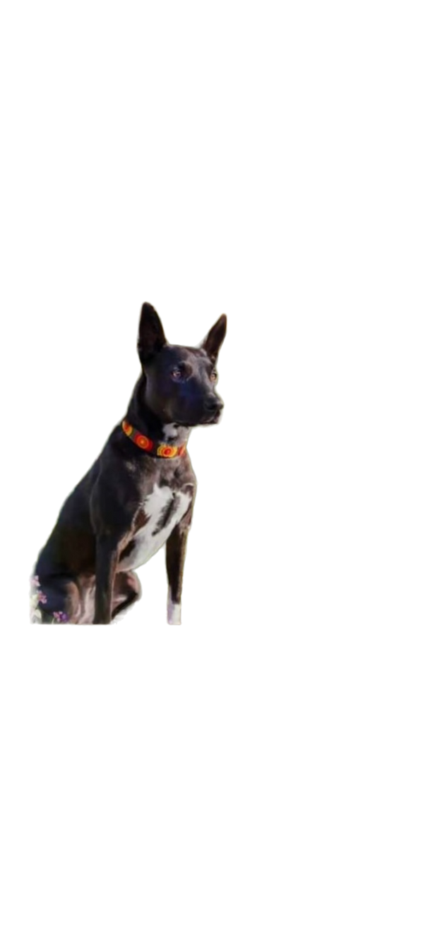 Morocco Beaded Dog Collar - Equine Exchange Tack Shop