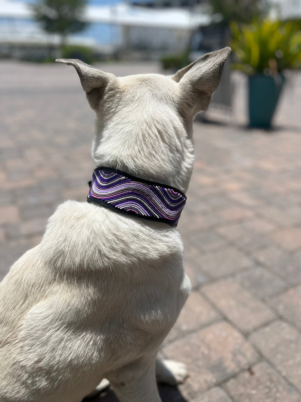 The Purple Wave Beaded Dog Collar - Equine Exchange Tack Shop