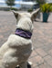 The Purple Wave Beaded Dog Collar - Equine Exchange Tack Shop