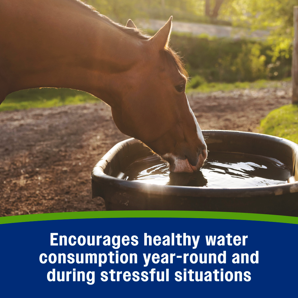 Apple Elite Electrolytes - Equine Exchange Tack Shop