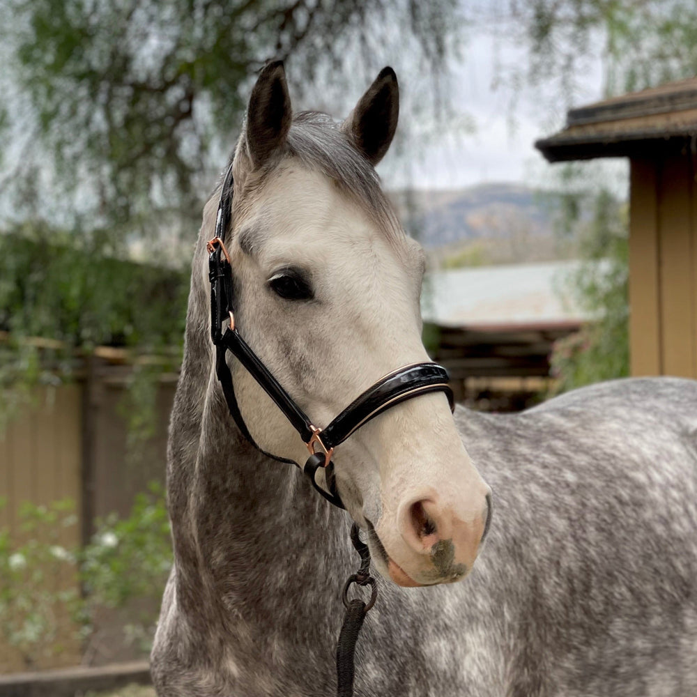 Aurelia - Black Patent Conical Padded Halter with Rose Gold Piping - Equine Exchange Tack Shop