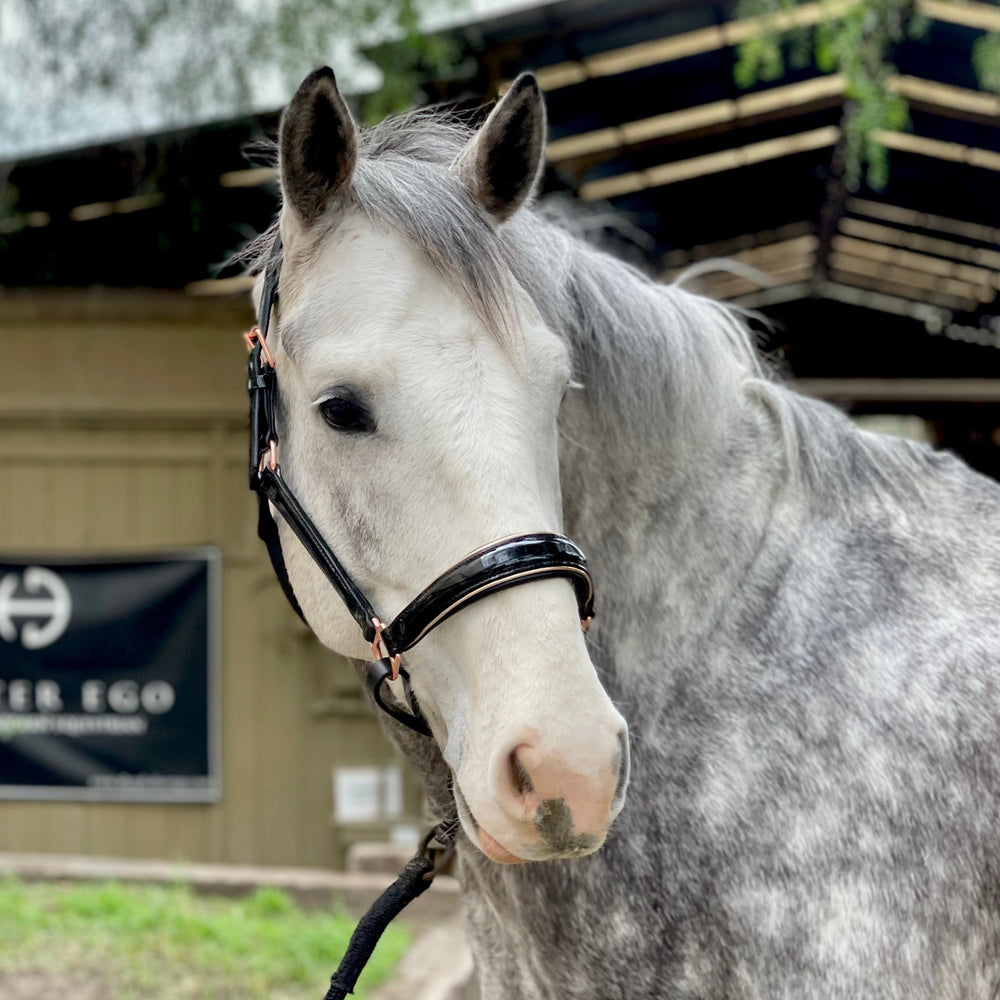 Aurelia - Black Patent Conical Padded Halter with Rose Gold Piping - Equine Exchange Tack Shop