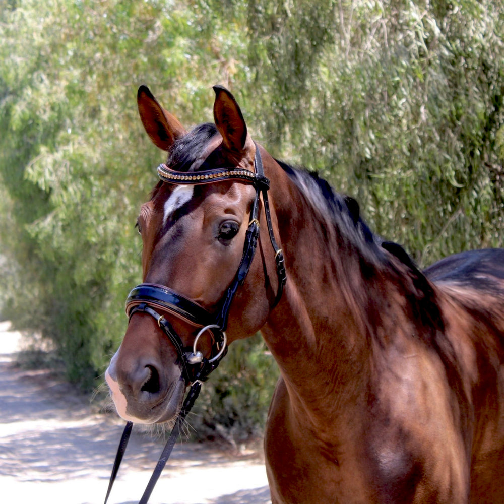 The Palermo Black Patent Leather Snaffle with Brown Padding - Equine Exchange Tack Shop