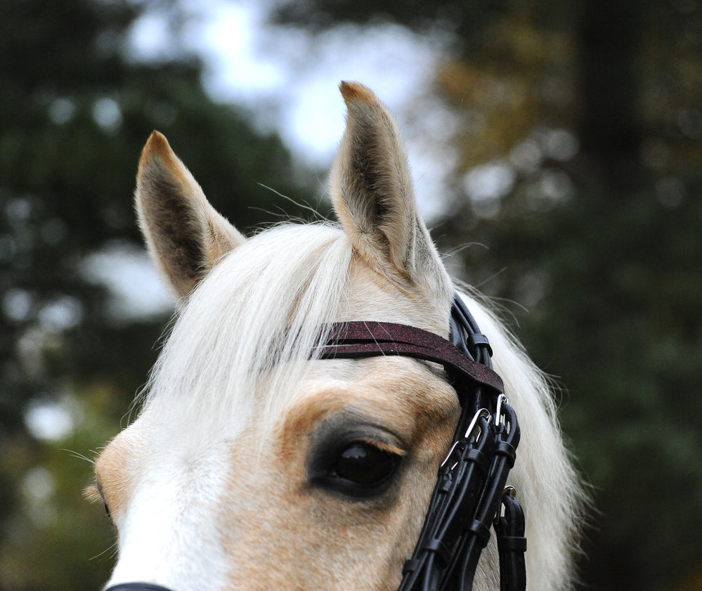 Burgundy Browband - Equine Exchange Tack Shop